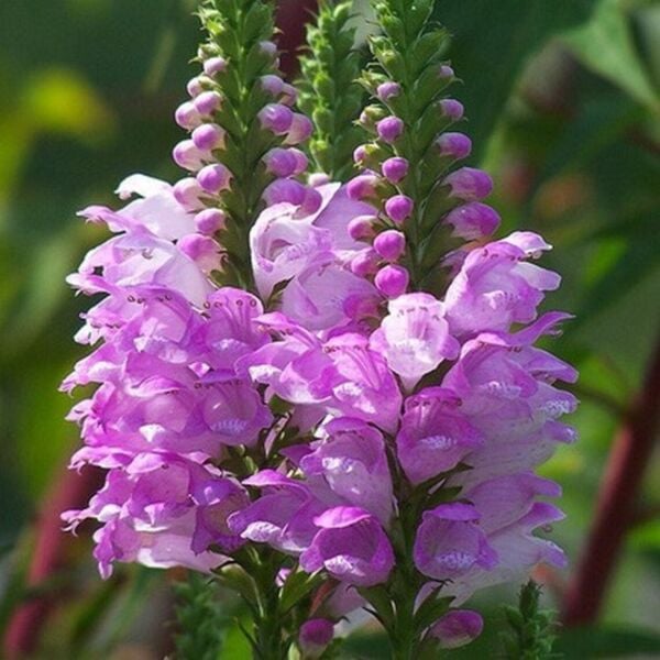 Physostegia Virginiana Pink