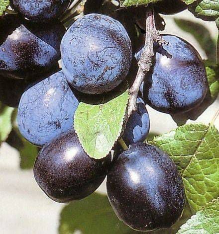 Erik (Mürdüm) Fidanı 150 cm-3-4 Yaş-Tüplü