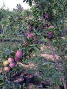 Erik ( Black Diomand Erik ) Fidanı 150-200 cm-Açık Köklü