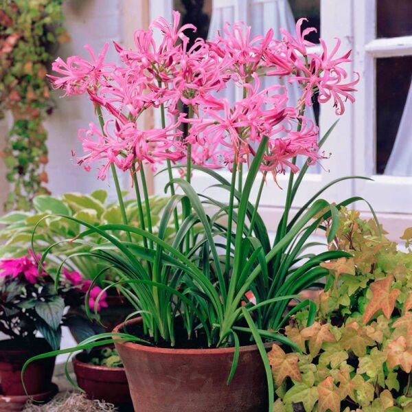 Nerine Bowdenii Narin Çiçeği-1 Adet Canlı Soğan Saksıda