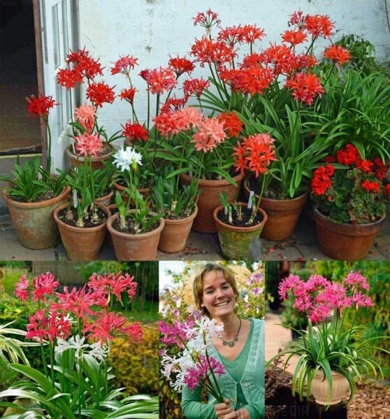 Nerine Bowdenii Narin Çiçeği-1 Adet Canlı Soğan Saksıda