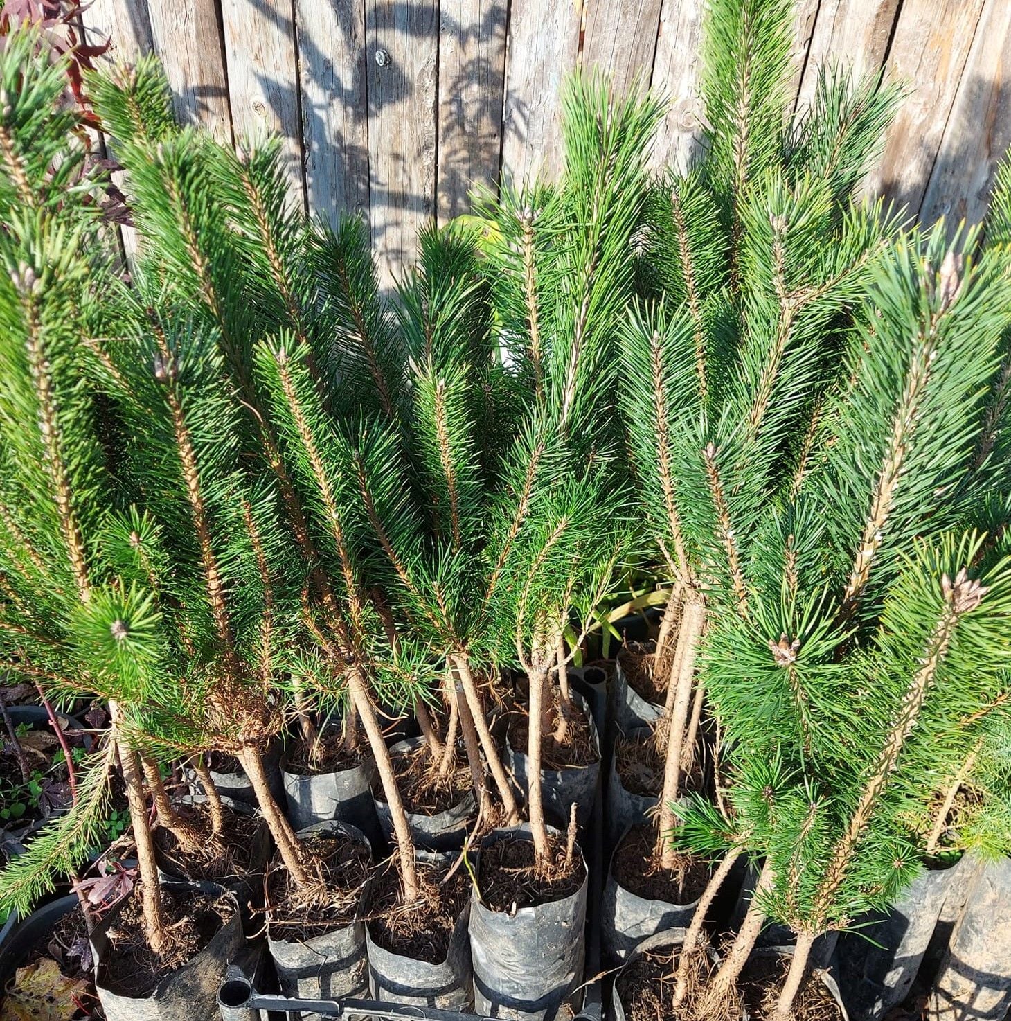 Sarı Çam Fidanı 60-70 cm