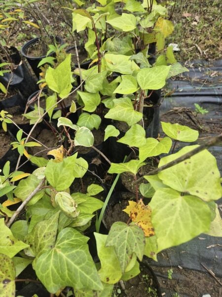 Hedera Helix Cont. Yeşil Orman Duvar Sarmaşığı Fidanı 40-80 cm