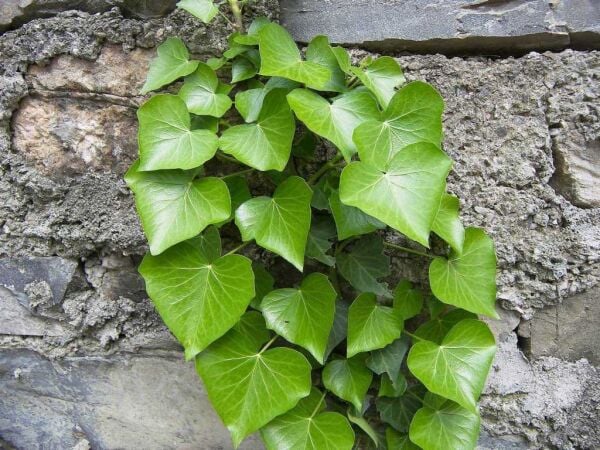 Hedera Helix Cont. Yeşil Orman Duvar Sarmaşığı Fidanı 40-80 cm