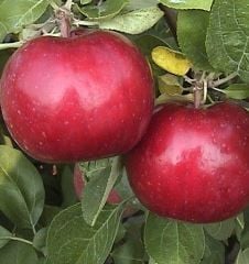 Elma ( Jersey Mac Elma) Fidanı 150 cm