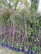 Elma ( Starking Elma) Fidanı 150-200 cm-3-4 Yaş-Tüplü