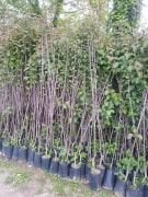 Elma ( Starking Elma) Fidanı 150-200 cm-3-4 Yaş-Tüplü