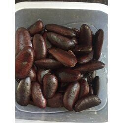 4 adet pawpaw (Asimina Triloba ) tohumu