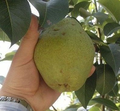 Armut ( Margarita Marilla Armut) Fidanı 180-200 cm-4 Yaş-Tüplü