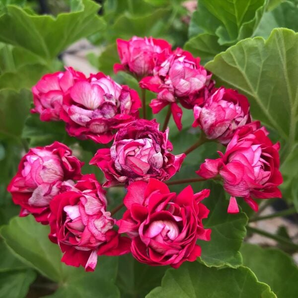 Bulgarian Bordo gül Sardunya-İthal