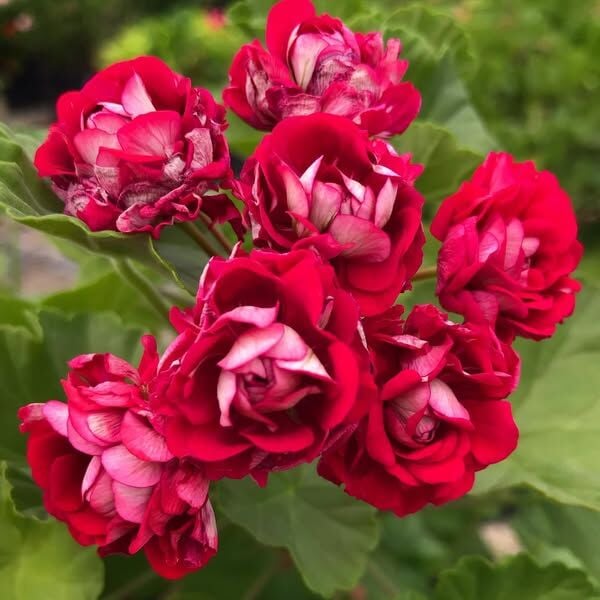 Bulgarian Bordo gül Sardunya-İthal