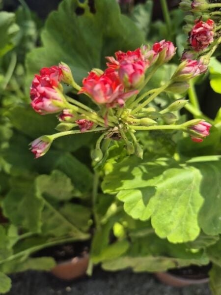 Bulgarian Bordo gül Sardunya-İthal