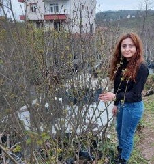 Armut ( Margarita Marilla Armut) Fidanı 180-200 cm-4 Yaş-Tüplü