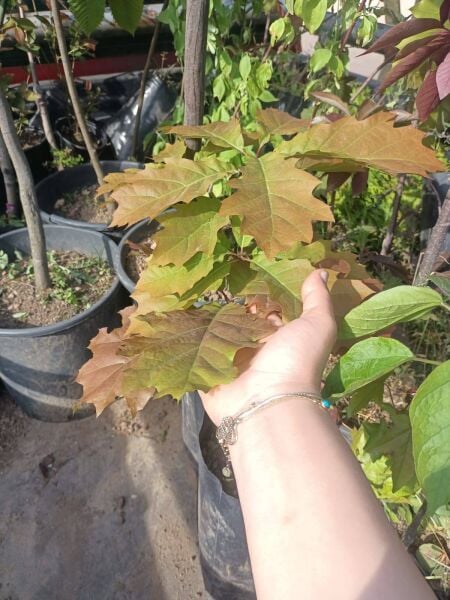 Quercus Rubra Kırmızı Meşe Fidanı 50 cm
