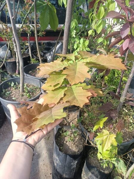 Quercus Rubra Kırmızı Meşe Fidanı 50 cm