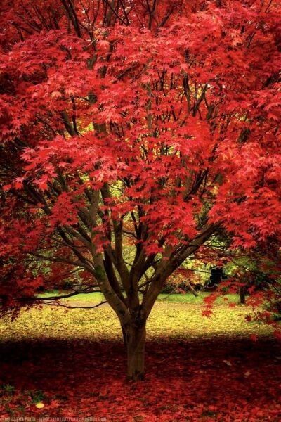 Quercus Rubra Kırmızı Meşe Fidanı 50 cm