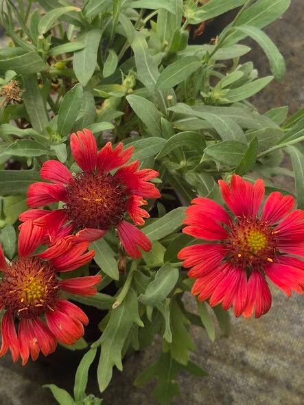Gaillardia Gayret Çiçeği Fidesi Arizona Sun Fidanı Bol Çiçekli