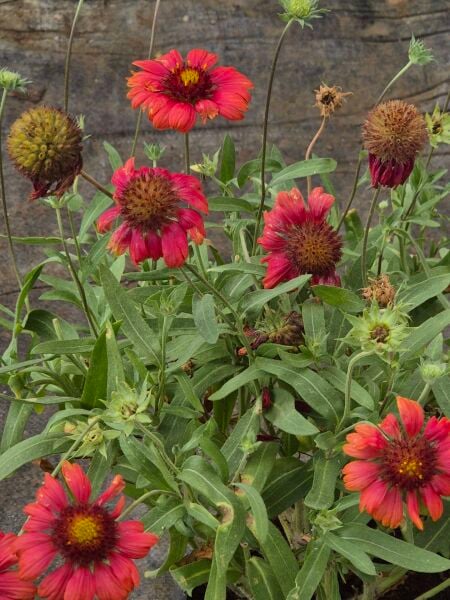 Gaillardia Gayret Çiçeği Fidesi Arizona Sun Fidanı Bol Çiçekli