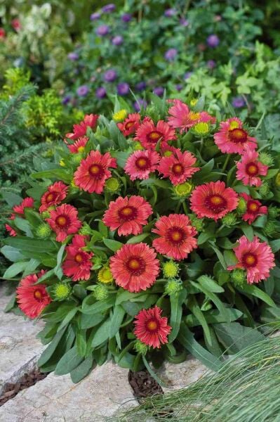 Gaillardia Gayret Çiçeği Fidesi Arizona Sun