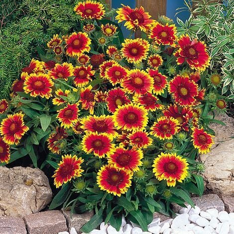 Gaillardia Gayret Çiçeği Fidesi Arizona Sun Fidanı