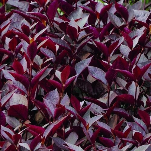 Alternanthera Purple Knight Bitkisi