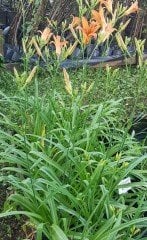 Margeret Perry Turuncu Gün Güzeli Çiçeği