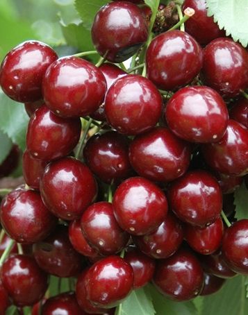 Kiraz Fidanı Yarı Bodur Stella Kiraz (Anaç Maxma14) 120 cm
