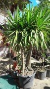 Yucca Gloriosa -Yukka Fidanı 250-275 cm