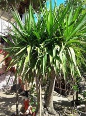 Yucca Gloriosa -Yukka Fidanı 250-275 cm