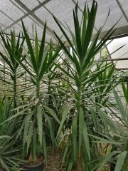 Yucca Gloriosa -Yukka Fidanı 250-275 cm