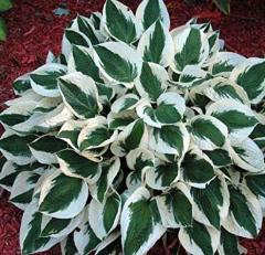 Hosta Patriot Süpürge Çiçeği