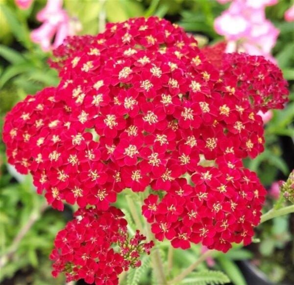 Achillea Millefolium-Civanperçemi Fidanı-Saksılı