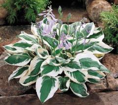 Hosta Patriot Süpürge Çiçeği