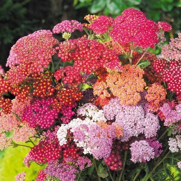 Achillea Millefolium-Civanperçemi Fidanı-Saksılı