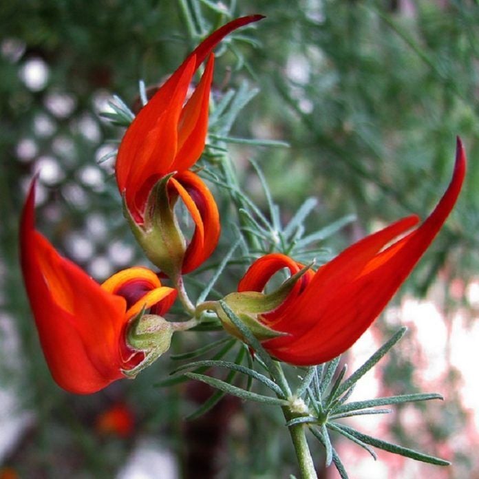 Lotus Berthelotii-Papağan Gagası-Askılı Saksıda