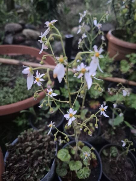 Gelin Teli Çiçeği Fidesi Saxifraga Stolonifera Strawberry Begonia-Askılı Saksıda