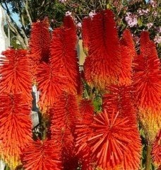 Kniphofia Alcazar Meşale Zambağı Fener Çiçeği Fidesi