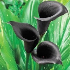 Siyah Gala Odessa İthal Zantedeschia Canlı Bitki