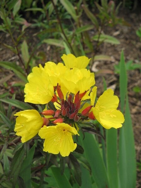 Oenothera Tetragona-Mavimsi Akşam Çuha Çiçeği