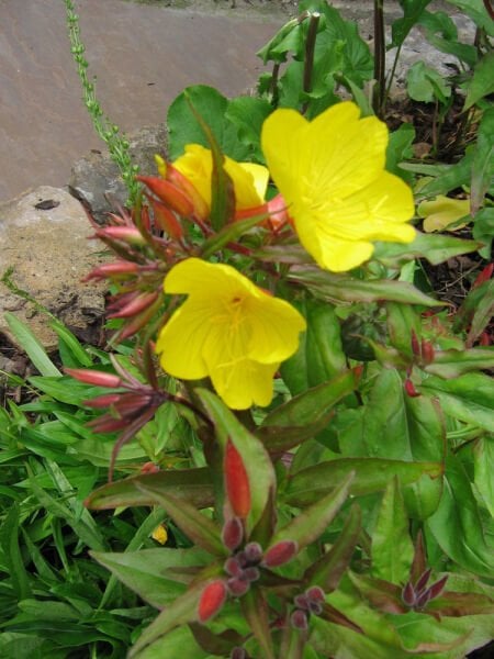Oenothera Tetragona-Mavimsi Akşam Çuha Çiçeği
