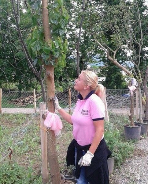 Beyaz İri Meyveli Dut Fidanı 25 Yaş-48-50 cm Gövde Çevresi