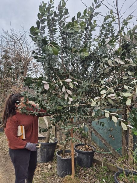 Feijoa (Kaymak Ağacı) Fidanı- 12 Yaş-Boy 300 cm
