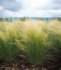 Stipa Tenuifolia Meksika Sorguçotu-At Kuyruğu Çimi Saksıda