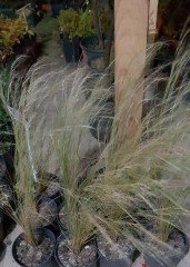 Stipa Tenuifolia Meksika Sorguçotu-At Kuyruğu Çimi Saksıda