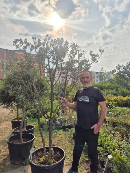 Feijoa (Kaymak Ağacı) Fidanı- 12 Yaş-Boy 230 cm