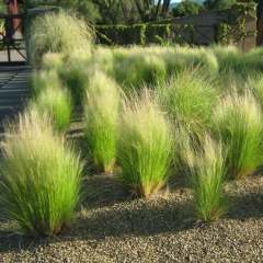 Stipa Tenuifolia Meksika Sorguçotu-At Kuyruğu Çimi Saksıda