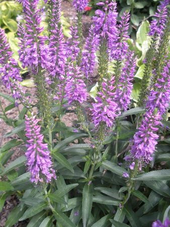 Veronica Longifolia- Pembe Yavşan Otu Fidesi