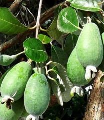 Feijoa (Kaymak Ağacı) Fidanı- 12 Yaş-Boy 300 cm