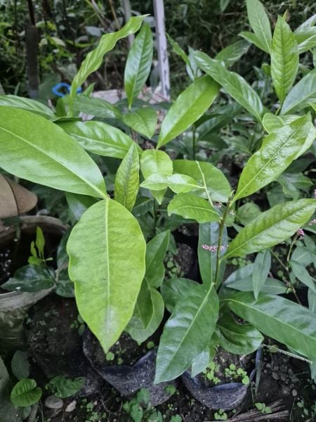 Black Sapote (Çikolata Meyvesi Ağacı ) Fidanı