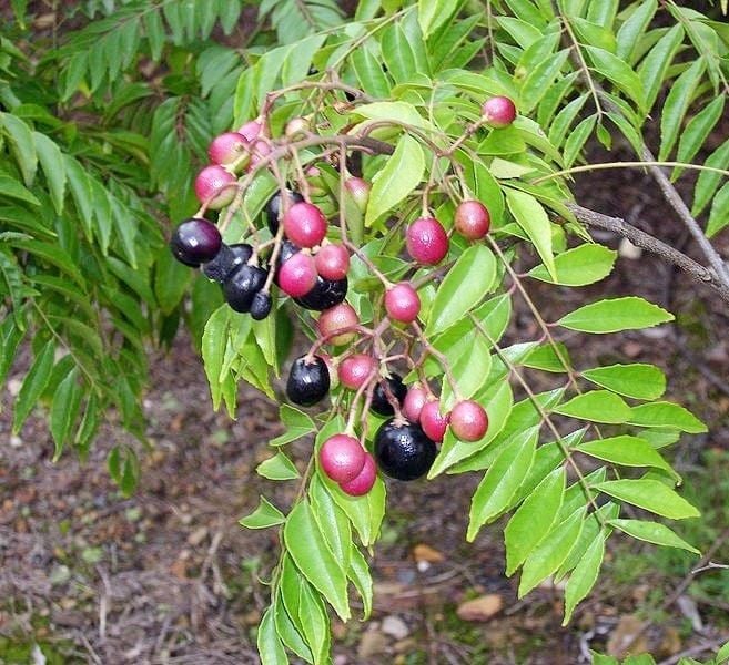 Murraya Koenigii ( Köri Ağacı) 40 cm